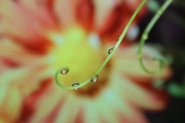 istock Branch with dew drops close up. Reflection flower in rain drop. 1491786114