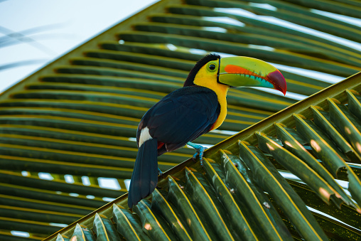Keel-billed Toucan, Ramphastos sulfuratus, bird with big bill. Toucan sitting on the branch in the forest, green vegetation, Costa Rica. Nature travel in central America.