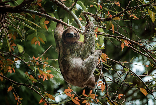 Cute sloth hanging on tree branch. Perfect portrait of wild animal in the Rainforest of Costa Rica scratching the belly, Bradypus variegatus, brown-throated three-toed sloth.