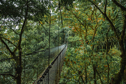 Girl walking Hanging bridge in the jungle of Costa Rica