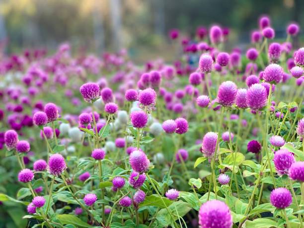 globe amaranth - globe amaranth imagens e fotografias de stock