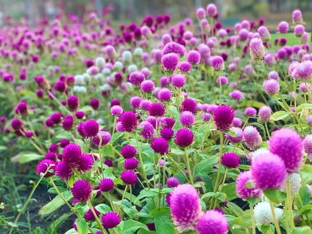 globe amaranth - globe amaranth imagens e fotografias de stock