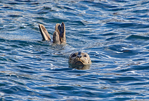 Harbor Seal swimming