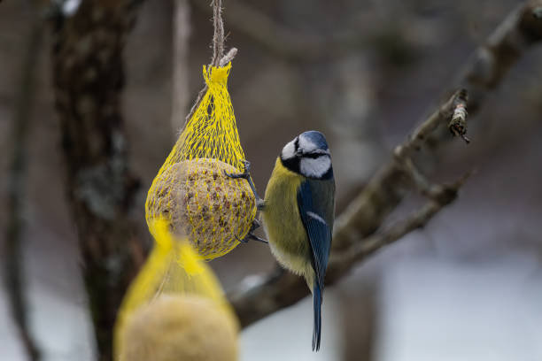 istock Blue tit eating from a seed ball in winter.. 1491788120
