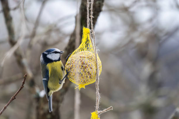 Blue tit eating from a seed ball in winter..
