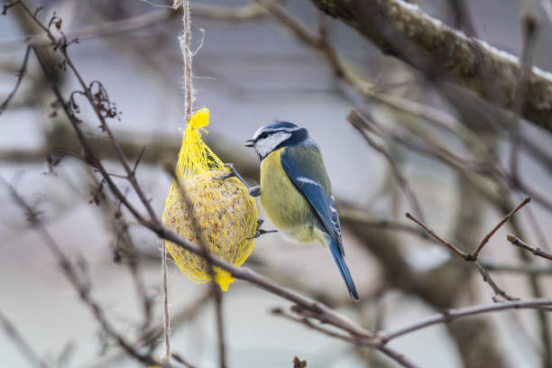 istock Blue tit eating from a seed ball in winter.. 1491788139