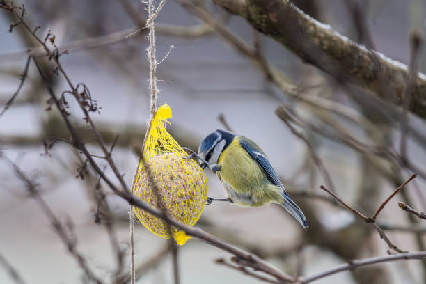 istock Blue tit eating from a seed ball in winter.. 1491788142