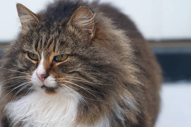 норвежская лесная кошка ждет своего хозяина. - domestic cat gray kitten paw стоковые фото и изображения