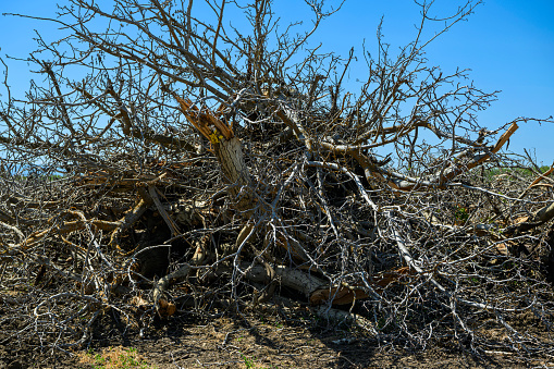 Medium view of almond orchard trees knocked over due to effects of the drought on the growth of vegetation throughout California.\n\nTaken in the Sacramento Valley, California, USA