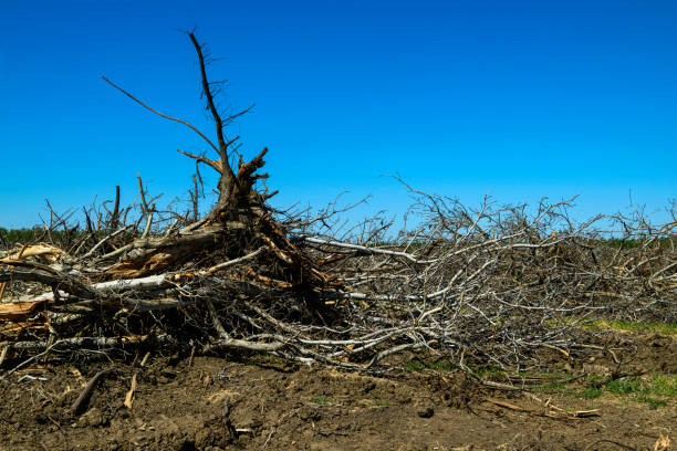 istock Almond Orchard Trees Knocked Over Due to Effect of Drought 1491791115