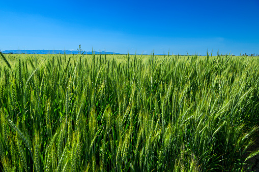 Close-up view of field of wheat stalks ripening on a farm in the Sacramento Valley.\n\nTaken in the Sacramento Valley, California, USA.