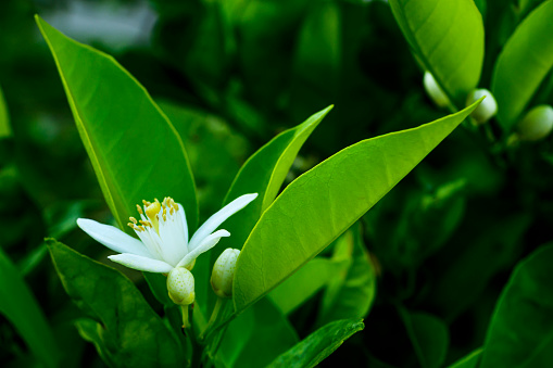 Close-up of orange blossoms on an orange tree.\n\nTaken in the Sacramento, California, USA.