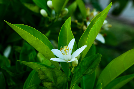 Close-up of orange blossoms on an orange tree.

Taken in the Sacramento, California, USA.