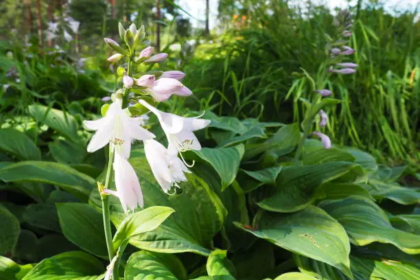 Hosta plantaginea, the fragrant plantain lily or August lily, is a species of flowering plant in the family Asparagaceae. The flowering hosta bushes. Ornamental plant for landscaping and garden design