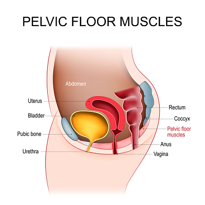 Pelvic floor muscles. Cross section of female abdomen with pelvic diaphragm, uterus, vagina, bladder, rectum, pubic bone, urethra, anus, and coccyx. Vector illustration