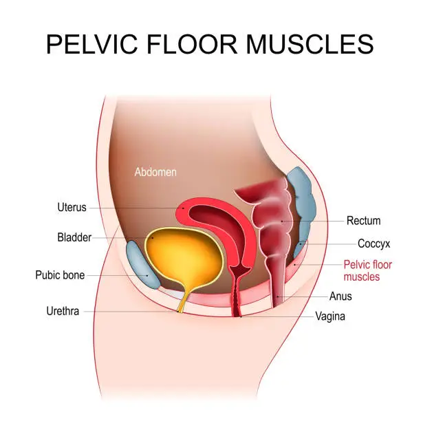 Vector illustration of Pelvic floor muscles. Female Pelvic diaphragm