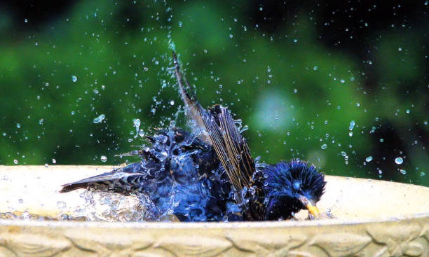 istock A starling causing a shower of water droplets as it washes itself in a back yard birdbath. 1491792830