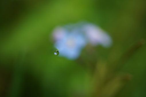 Macrophotography. A game with focus. A flower is reflected in a drop of water. Forget-me-not in a drop of water. Increase the drop. Interesting macrophotography. A creative photo with a drop of water in which the forget-me-not flower is reflected.
