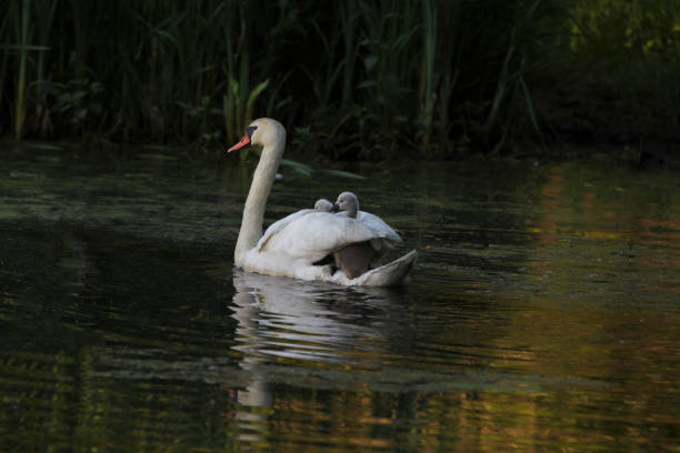 istock Female Mute Swan (Cygnus olor) with Two Cygnets riding on Back 1491798024