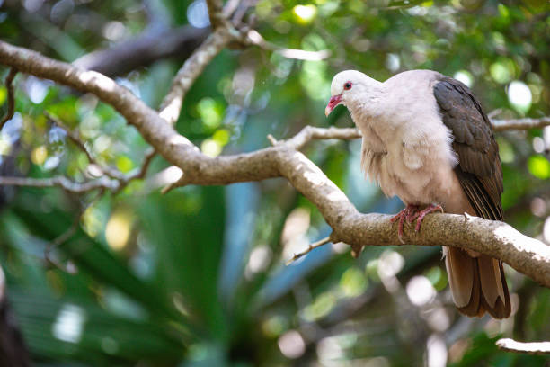 istock Pigeon rose, nesoenas mayeri 1491798096
