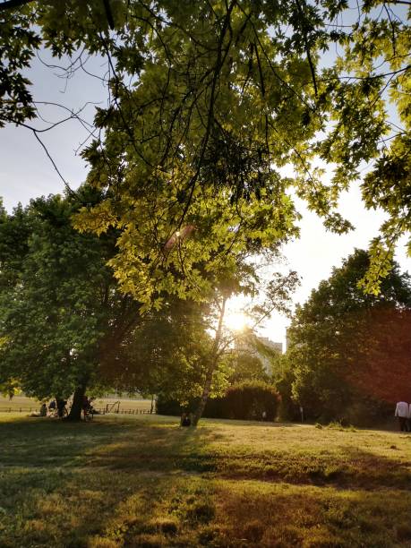 istock Green garden with suntset 1491798397