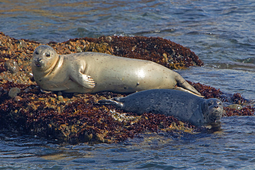 Mother and pup Harbor Seal in Carmel, CA