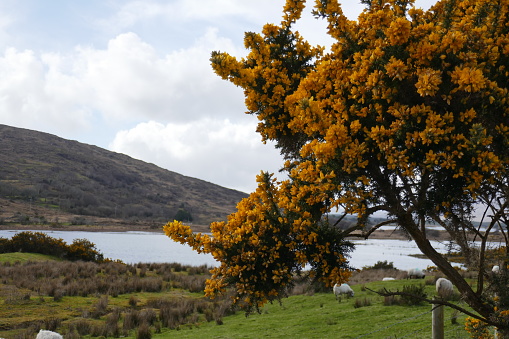 Common gorse (Ulex europaeus) thorny shrub invasive flowering plant in Horton plains national park.