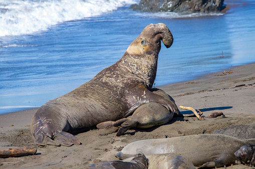 Elephant seals on the beach in california with facial expressions