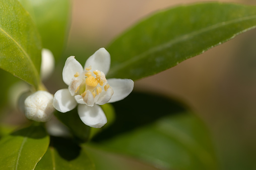 Close up of white flowers of lemon tree blooming in front of green leaves. The pollen is yellow. The light shines on the flower from behind