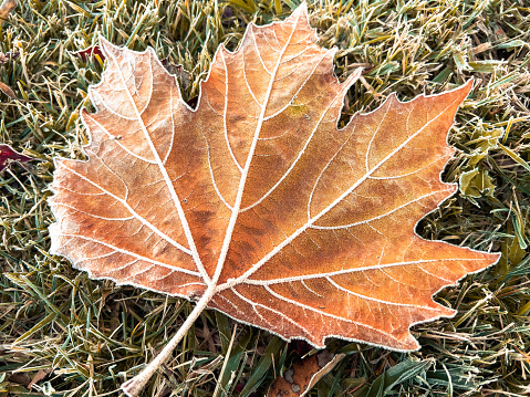 Three different coloured leaves of elm tree isolated on white background