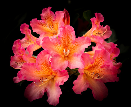 Pink and orange rhododendron blossoms
