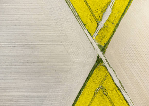aerial view of yellow triangle-shaped Rapeseed fields surrounded by freshly ploughed crops stock photo