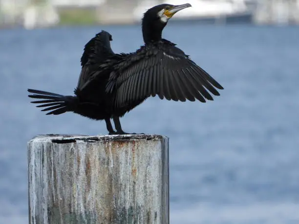 Black Cormorant open wings on stone pillar in water