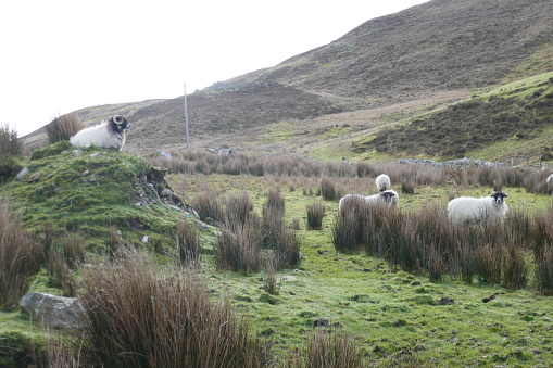 Sheep in the Lakes