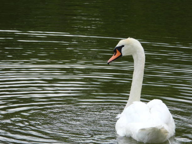 istock White Swan in Lake 1491803130
