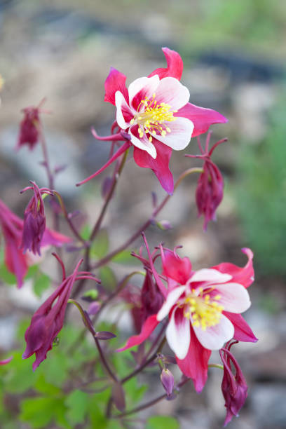 istock Beauty in nature, flowers. 1491805355