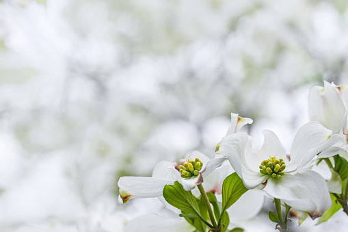 Set of cherry  flowers isolated on a white background. Collection of spring blossoms of cherry tree