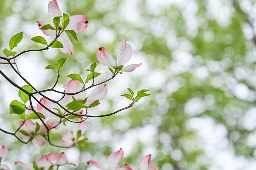 Dogwood blooms