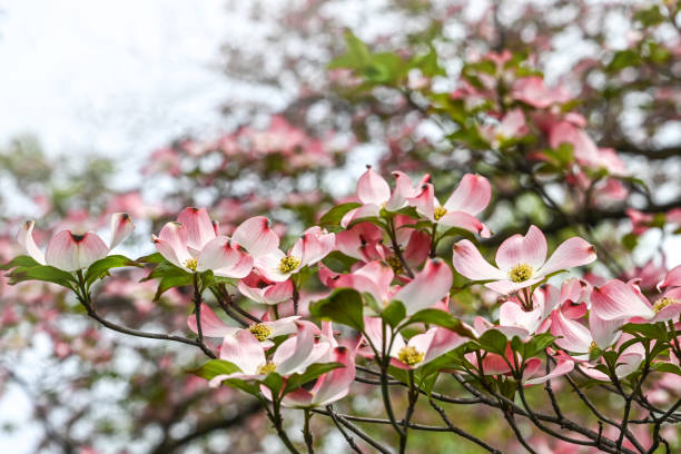 istock Dogwood blooms 1491805590
