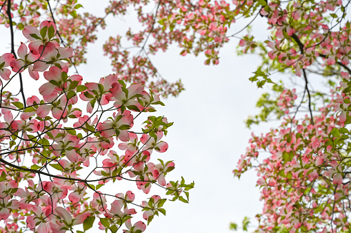 Blooming dogwood tree with pink flowers