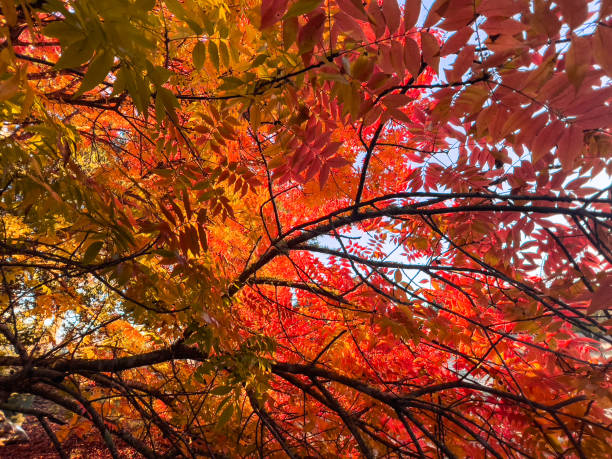 Horizontal closeup photo of the black branches and vibrant red and gold leaves on a Chinese Pistachio or Pistacia Chinensis tree growing on a rural property near Armidale, NSW in Autumn.