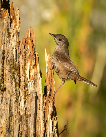 A House Wren foraging for food on a dead tree stump.