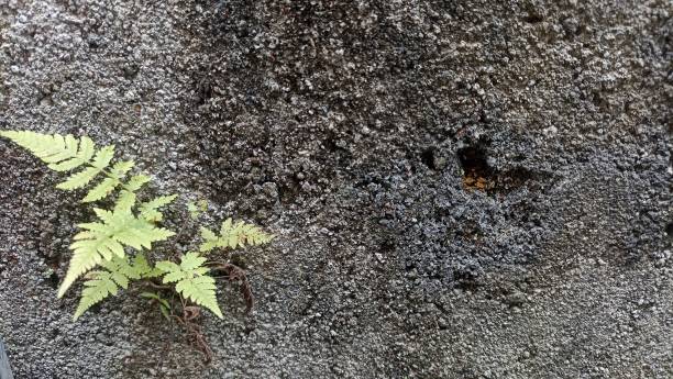 セメントの壁に緑のシダ。テクスチャ背景に古いグランジ壁セメントのシダ植物。テクスチャ - concrete wall fern selective focus moss ストックフォトと画像