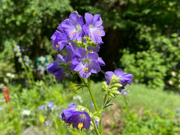 Towering Jacob's-ladder (Polemonium foliosissimum), Leafy Polemonium, Blattreiche Jakobsleiter, Blattreiches Sperrkraut, Hohe Himmelsleiter (The Botanical Garden of the University of Zurich, Switzerland)