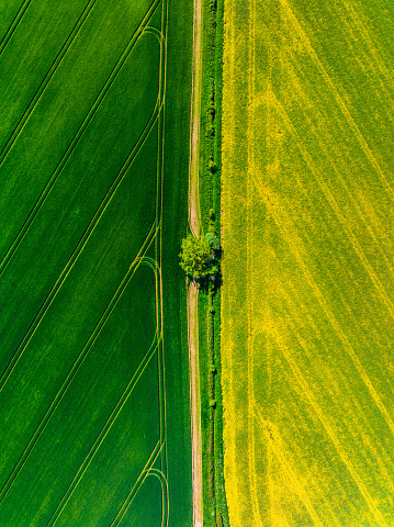 An aerial view of yellow Rapeseed (Brassica napus) fields in rural Milton Keynes, UK