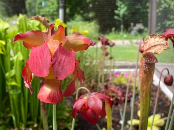 Crimson pitcherplant (Sarracenia leucophylla), Purple trumpet-leaf, Sarracénie blanche, Schlauchpflanze (The Botanical Garden of the University of Zurich)