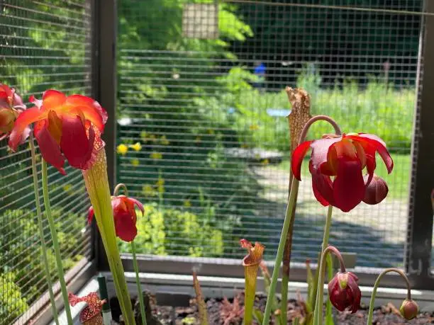 Crimson pitcherplant (Sarracenia leucophylla), Purple trumpet-leaf, Sarracénie blanche, Schlauchpflanze (The Botanical Garden of the University of Zurich)