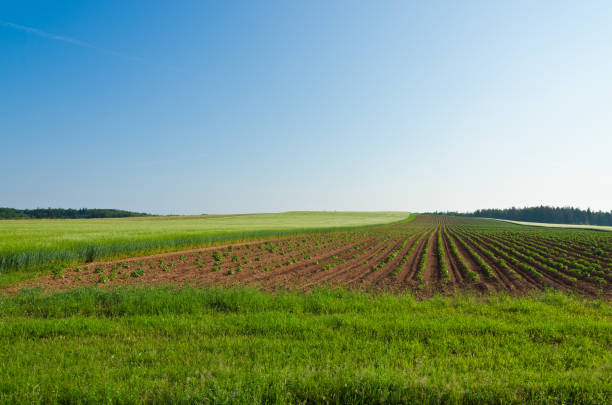 istock View of fields and forests 1491811945