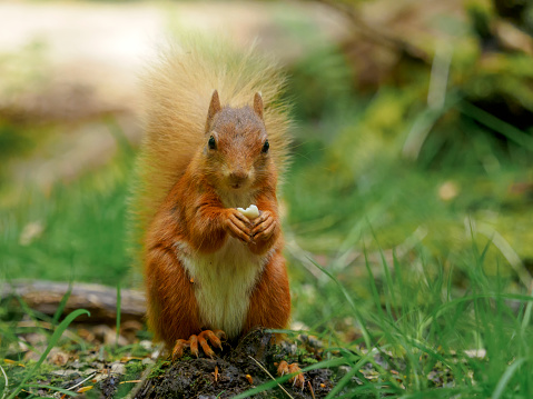 A red squirrel in Scotland