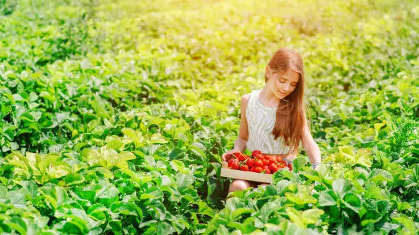 Girl picking strawberries in field.Natural growing of berries on farm.Portrait of happy little toddler girl picking and eating healthy strawberries on organic berry farm in summer. Smiling child.
